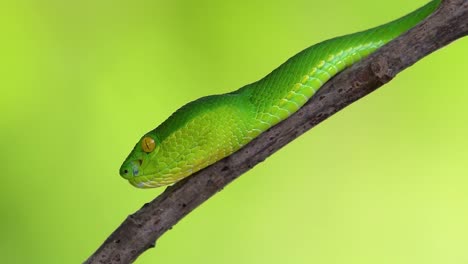 la víbora de labios blancos es una víbora venenosa endémica del sudeste asiático y a menudo se encuentra durante la noche esperando en una rama o rama de un árbol cerca de un cuerpo de agua con muchos alimentos
