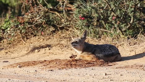 el chacal de lomo negro come mientras está acostado en el suelo en un día soleado en el parque nacional de elefantes addo, sudáfrica