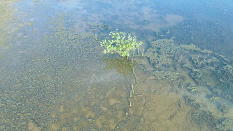 small plant grown in sea water left for drying in hon khoi salt fields located in nha trang, vietnam