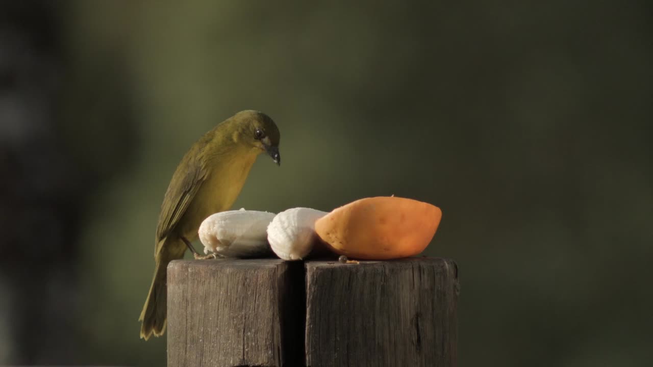 Olive-green Tanager Bird Eating Banana On Tree Stump With Blurred Background