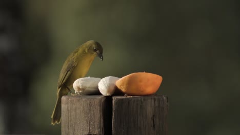 olive-green tanager bird eating banana on tree stump with blurred background