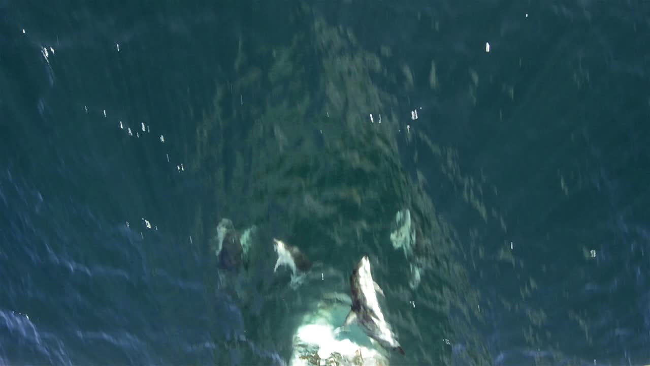 los delfines de peale montan proa cerca de tierra del fuego en sudamérica