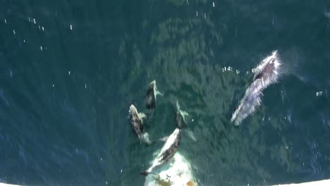 los delfines de peale montan proa cerca de tierra del fuego en sudamérica