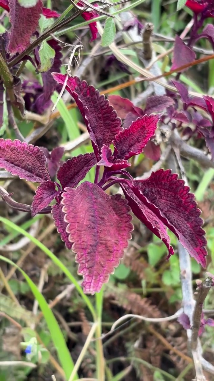 Pianta di Coleus viola vivace che cresce in un giardino