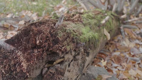 Moss on fallen tree near flowing Wissahickon Creek