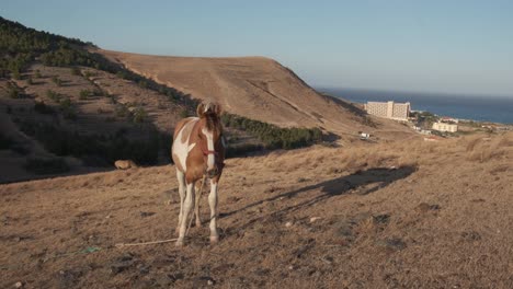 beautiful pinto horse feeding of ground and approaches the camera