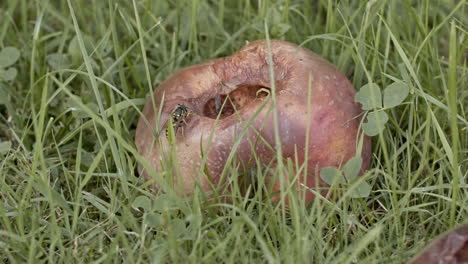 close up shot of a rotten apple on the ground