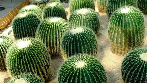 golden barrel cactus