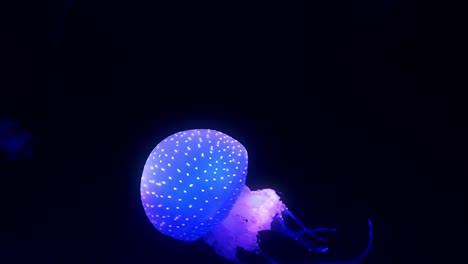 blue glowing jellyfish moving in the dark blue water.