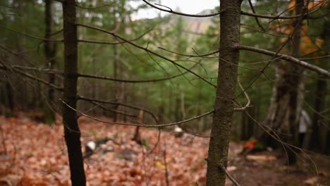 Cinematic-shot-of-woman-walking-in-the-forest,-passing-near-the-trees-and-disappear