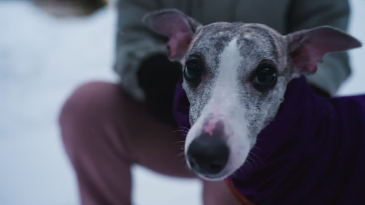 Curious whippet dog in purple coat closely approaches camera with playful expression during winter outdoor walk, ears perked forward, snowy background visible, creating fun, intimate pet interaction moment