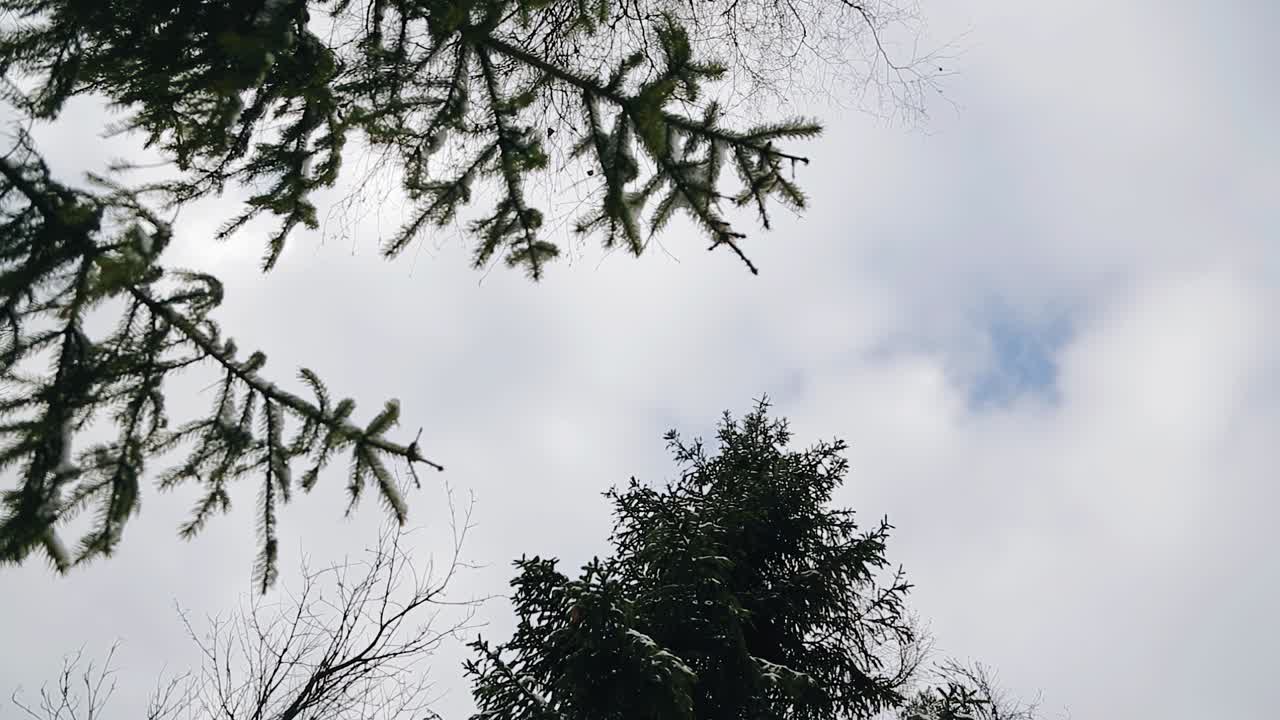 The camera shoots from the bottom up the crowns of trees in the forest against the background of the sky and clouds.