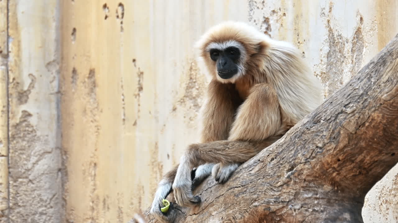 スペイン、ベニドームのテラ・ナトゥーラ動物園で木の枝に座っているテナガザルの眺め。