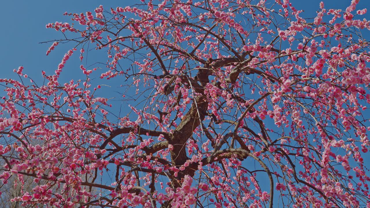 Una ripresa verticale in tilt-up che segue i rami aggraziati e flessuosi di un pruno piangente rosa mentre si protendono verso un cielo blu intenso e senza nuvole in piena fioritura primaverile