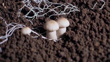close-up of mushrooms and mycelium in soil
