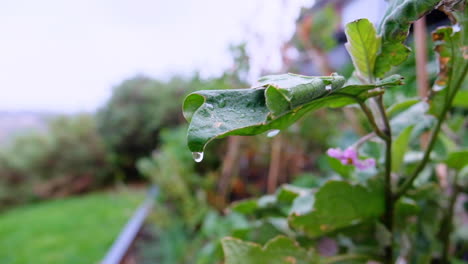 Toma-En-Cámara-Lenta-De-Una-Gota-De-Lluvia-Que-Cae-De-Una-Hoja-En-Un-Huerto-De-Patio-Trasero