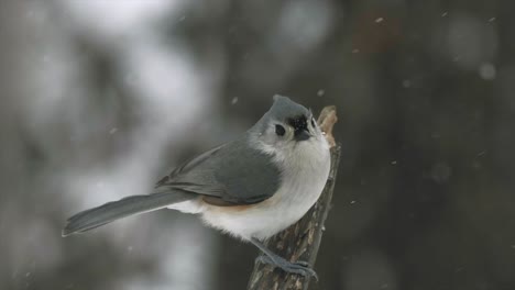 Small-Songbird-In-Snowy-Nature-Snow-Titmouse-Bird-Flying