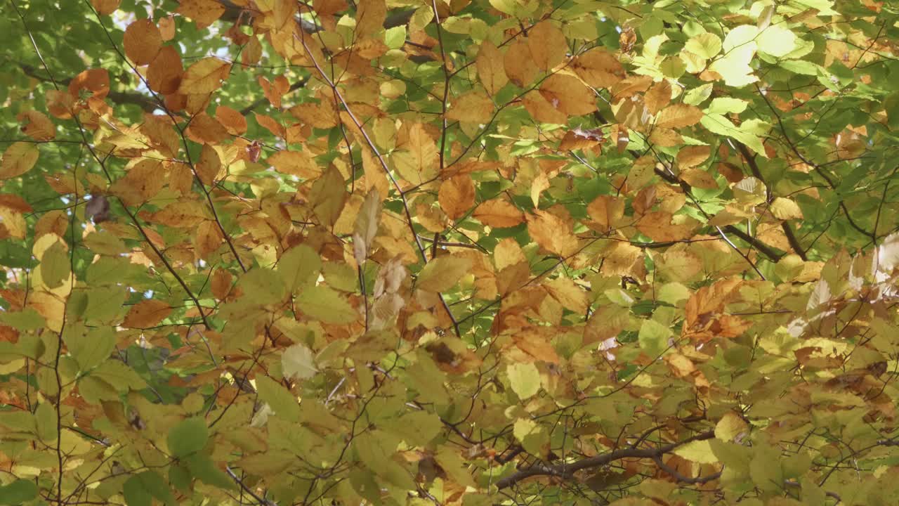 árboles a lo largo del arroyo wissahickon en otoño