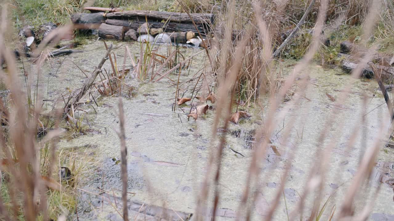 Pond scene with lily pads, representing calmness and garden aesthetics.