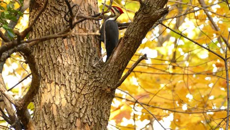 Pájaro-Carpintero-Pileated-Alimentándose-Del-Tronco-Del-árbol-Con-Hojas-Doradas-De-Otoño-En-El-Fondo