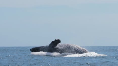 large whale jumping out of the water next to the boat making a big splash very close and detailed