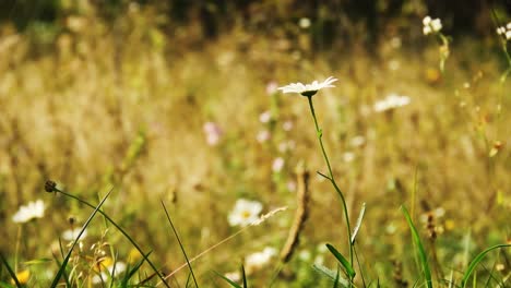 wind through grass and flowers on a spring day