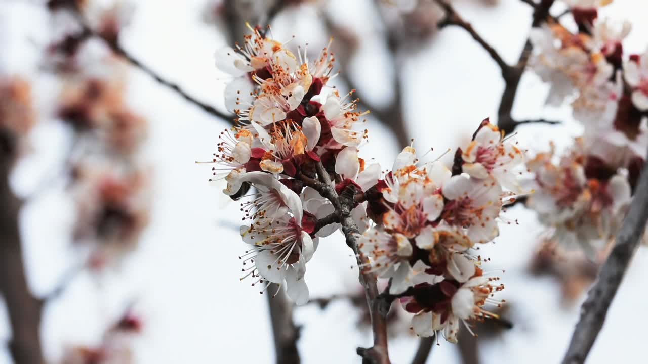 Api che impollinano i fiori di un albero di albicocco in fiore