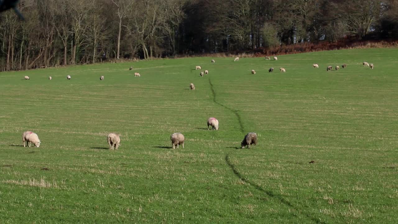 Branco di pecore che pascolano nel campo