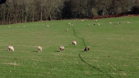 flock of sheep grazing in field