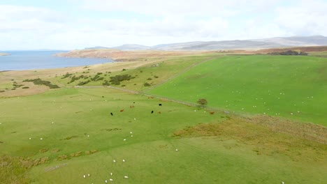 scottish highland fi scottish highland field by the sea with cattleeld by the sea with cattle