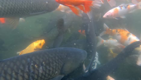 underwater clip video of a colourful golden red orange and yellow fish swimming in a small deep lake pond, china