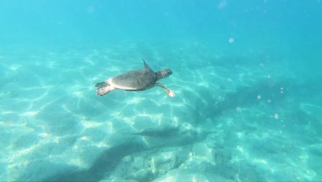 夏威夷海<unk>在夏威夷海灘的清<unk>水中優雅地游泳的極度慢速拍攝