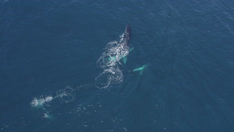 Ballenas-Jorobadas-Megaptera-Novaeangliae-Durante-La-Migración-En-El