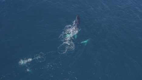 Humpback-Whales-Megaptera-Novaeangliae-During-Migration-In-The