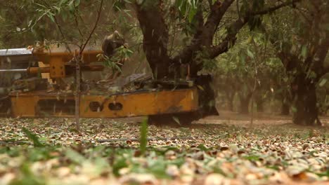 Almonds-being-harvested-using-a-shaker.