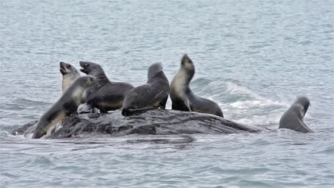 young antarctic fur seals playing on a rock at gold harbor on south georgia