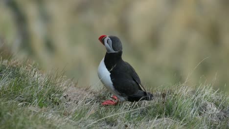 Puffin-sitting-on-a-cliff-in-Norway