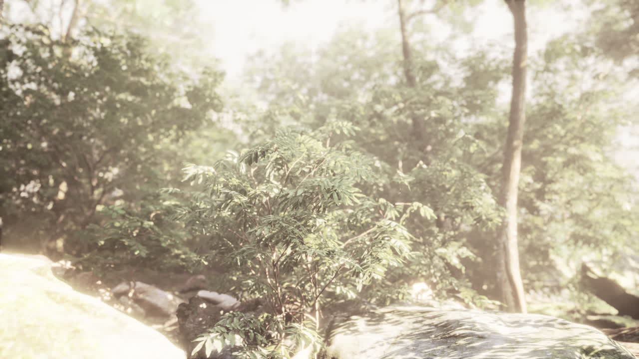 아침에 태양 광선과 렌즈 플레어와 함께 다채로운 신비로운 숲