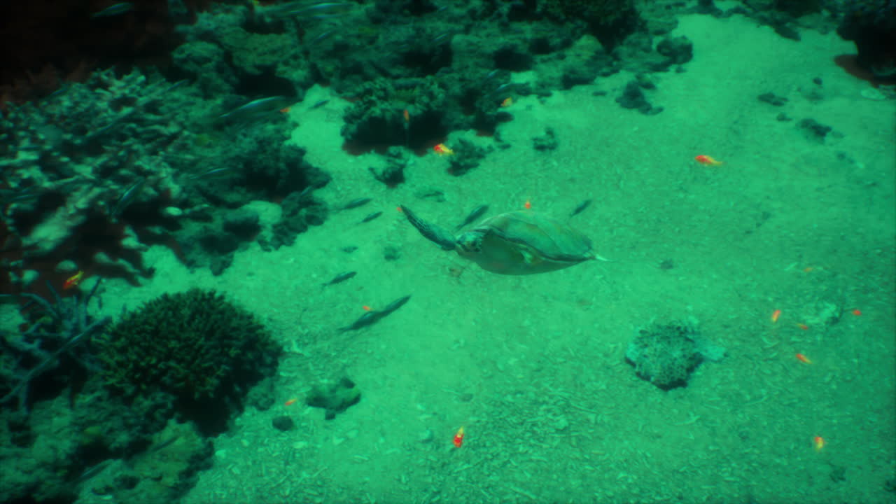tortuga marina en el arrecife de coral