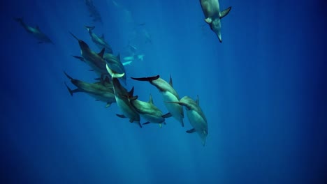 manada de delfines mulares comunes buceando en las aguas azules profundas del océano tropical