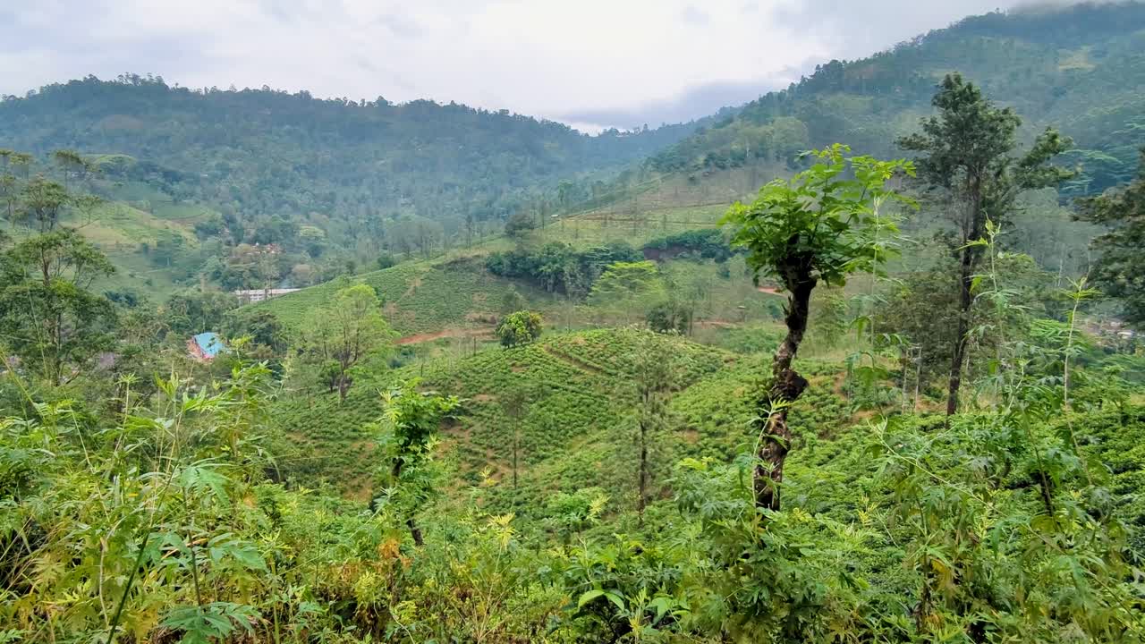 Scenic view of tea plantation region in rugged mountainous landscape in highlands of Sri Lanka
