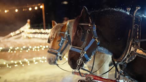 slow motion of snowflakes falling on harnessed carriage horses on cold winter night, christmas scenery