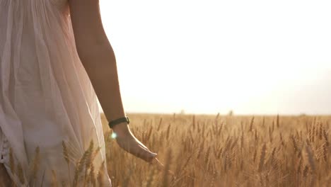 close up of a woman in white dress going by the wheat field and touching the plants. summer, sunny day, clear sky