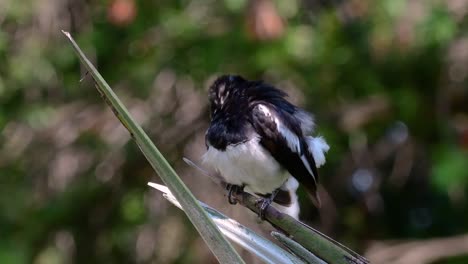 the oriental magpie-robin is a very common passerine bird in thailand in which it can be seen anywhere