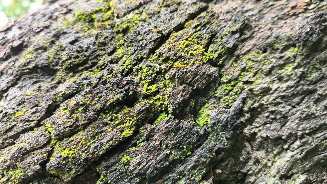 Primo piano di un tronco d'albero robusto con texture ruvide e muschio verde brillante. Alcuni strati di corteccia si sono staccati, rivelando il legno interno e profonde crepe.