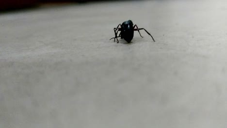 a single ant caring its antenna