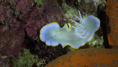 a big white areadoris nudibranch beside orange starfish at night zoom out