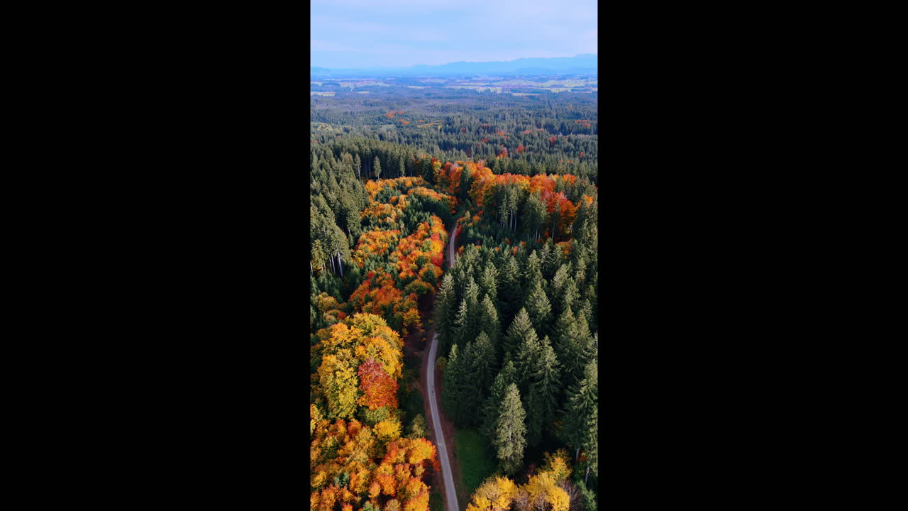 Road crosses the colorful forest with diverse trees. Aerial perspective on the wood in autumn. Vertical video