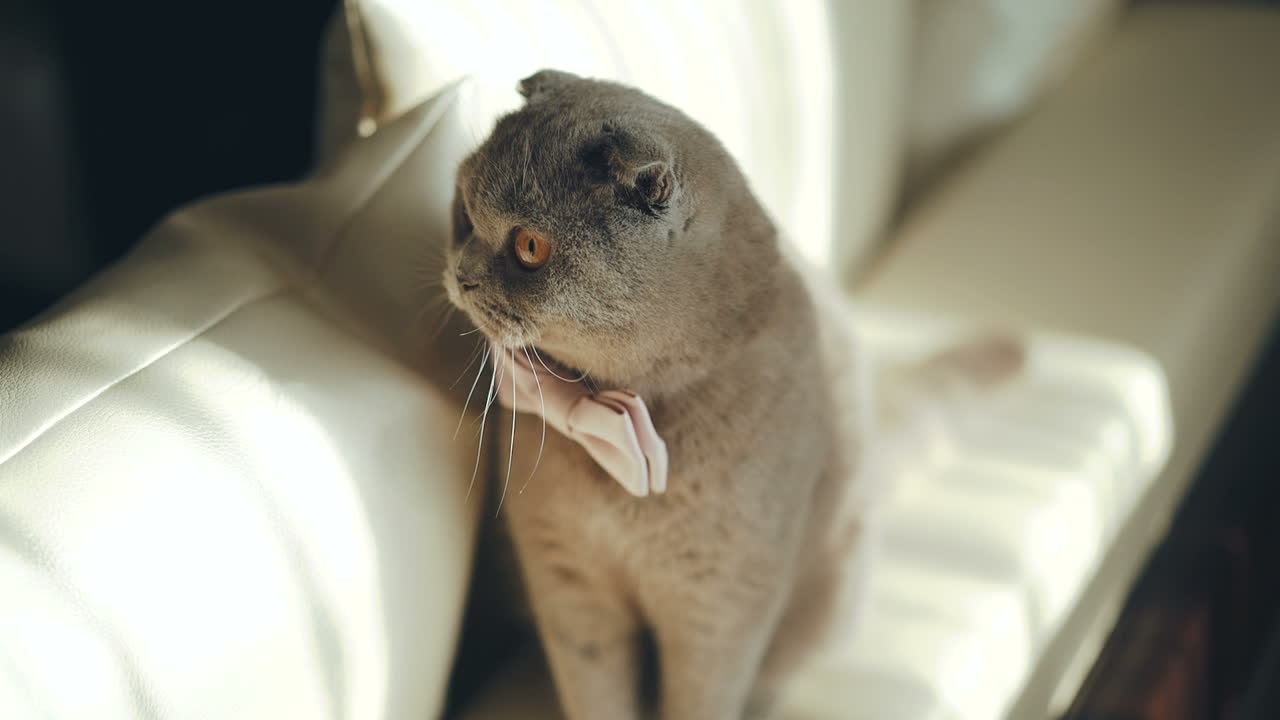 British Blue Cat. Concept of pets. Big fat and impudent cat.