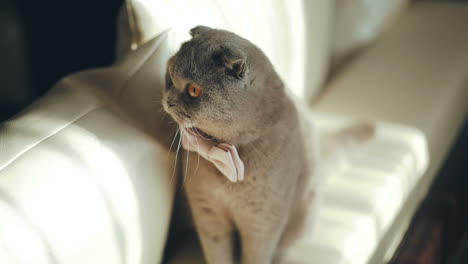 british blue cat. concept of pets. big fat and impudent cat.